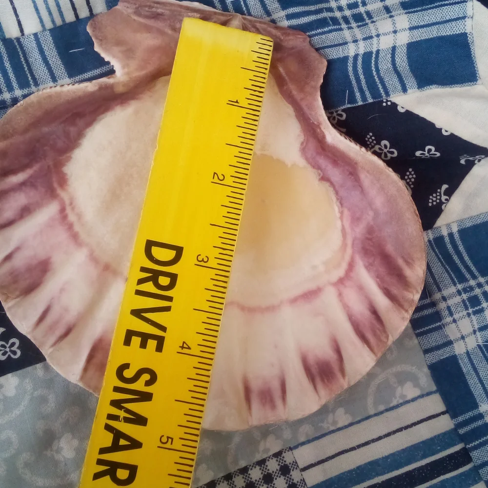 Large Sea Shell - Picture 3 of 3